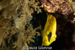 A Masked Butterflyfish emerges from the reef in the Red S... by David Gilchrist 